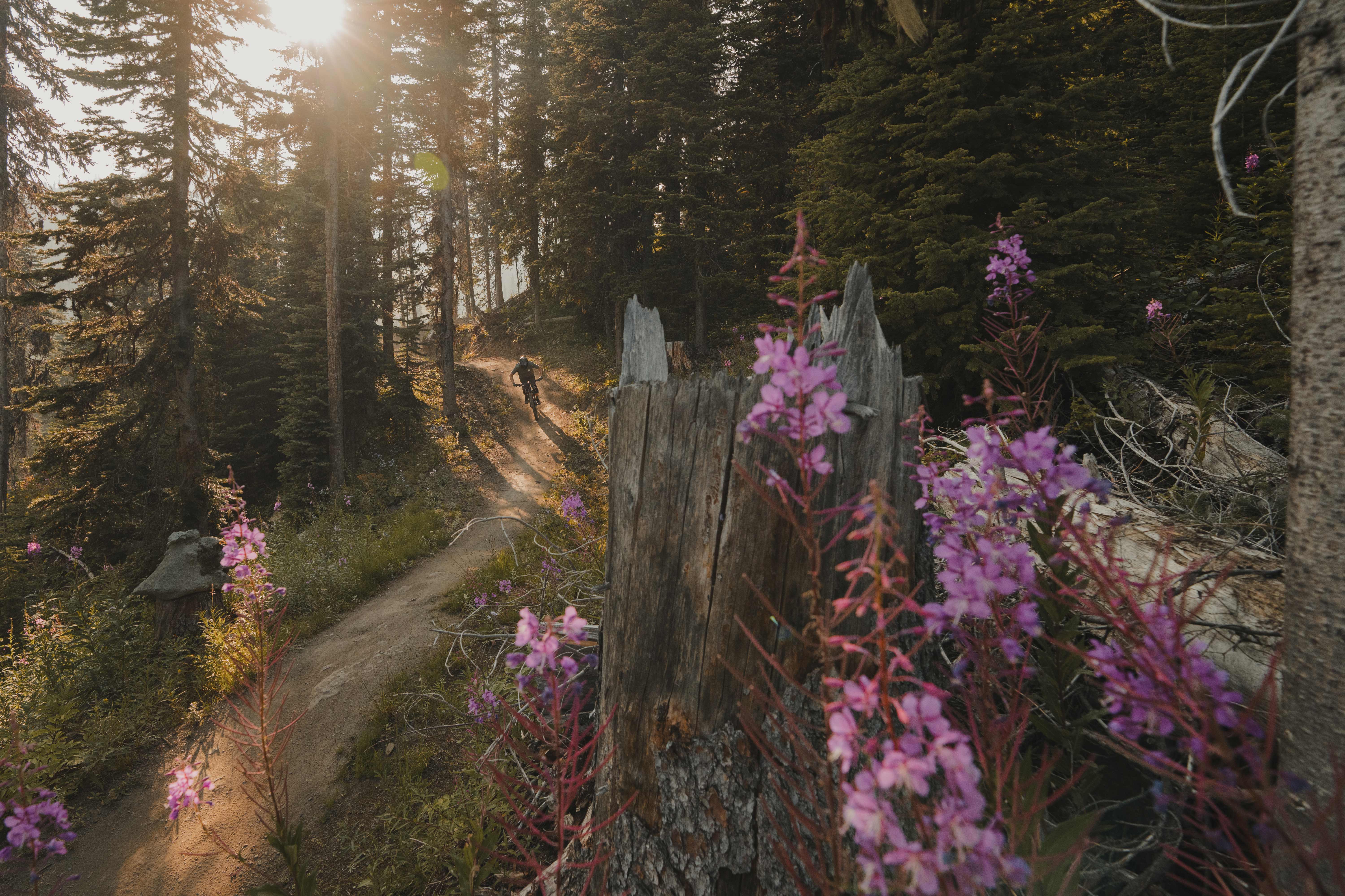 Downhill mountain biker riding around purple flowers on a flow trail with the sun setting behind him.