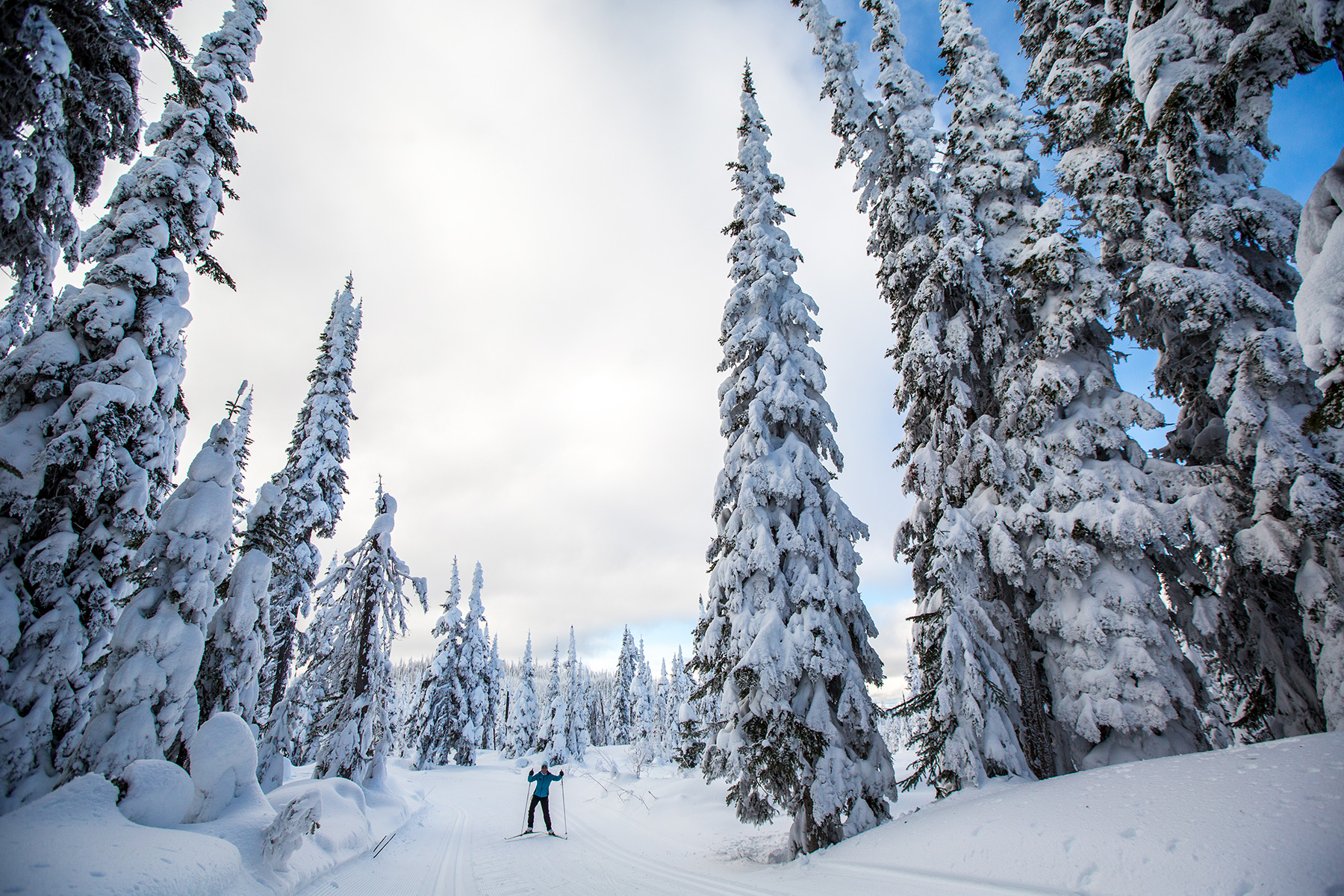 Nordic skiing in the forest