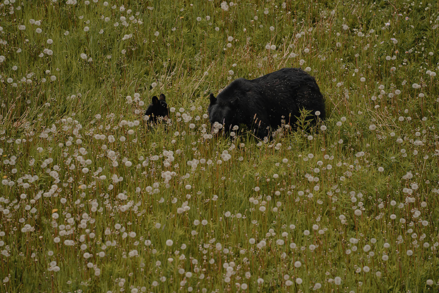 Bear family in the Sun Peaks Bike Park