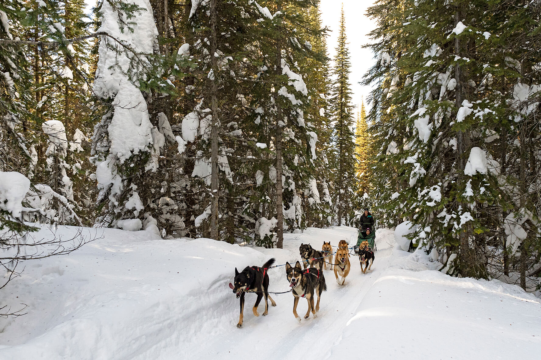 Dog Sledding