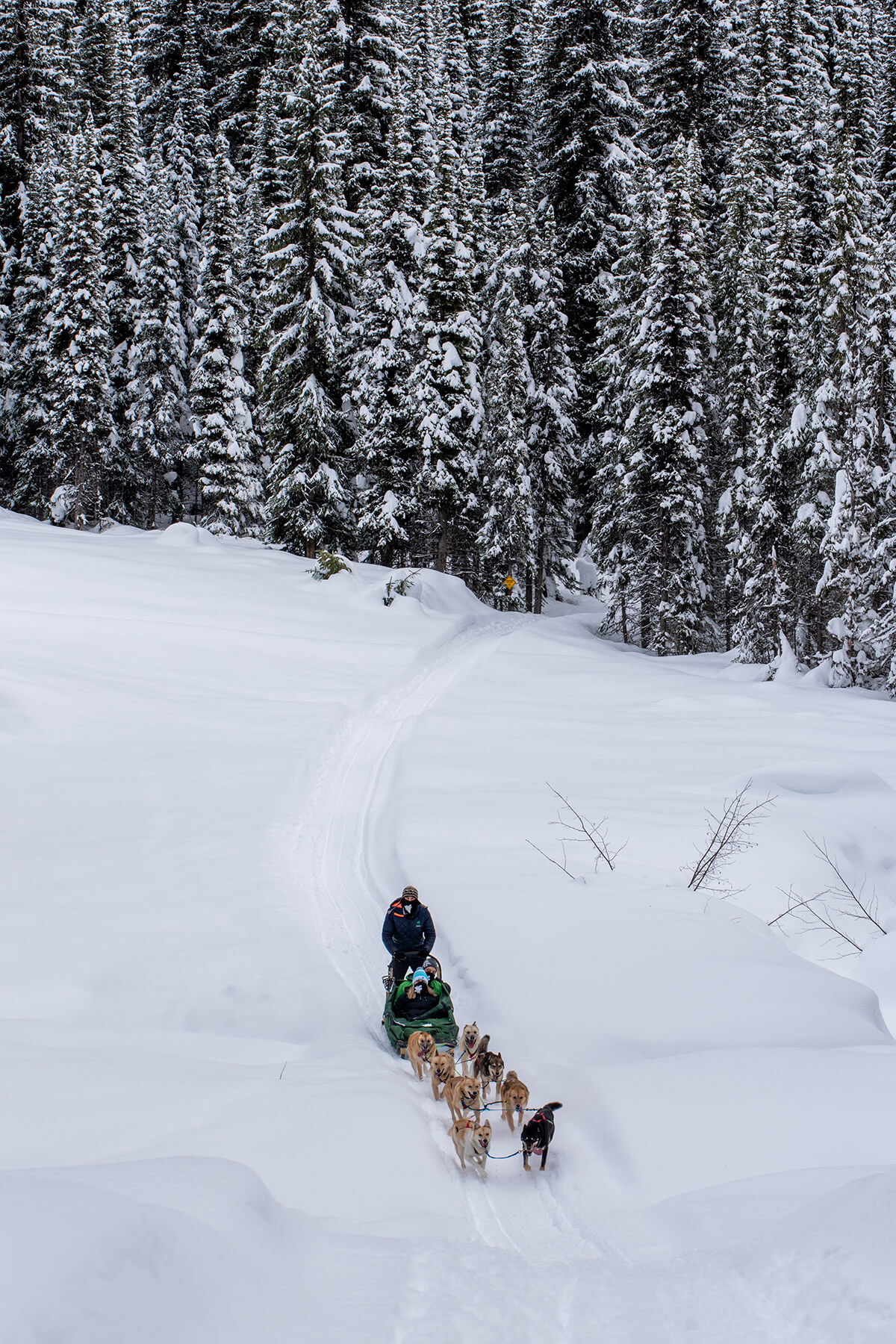 Dog Sledding