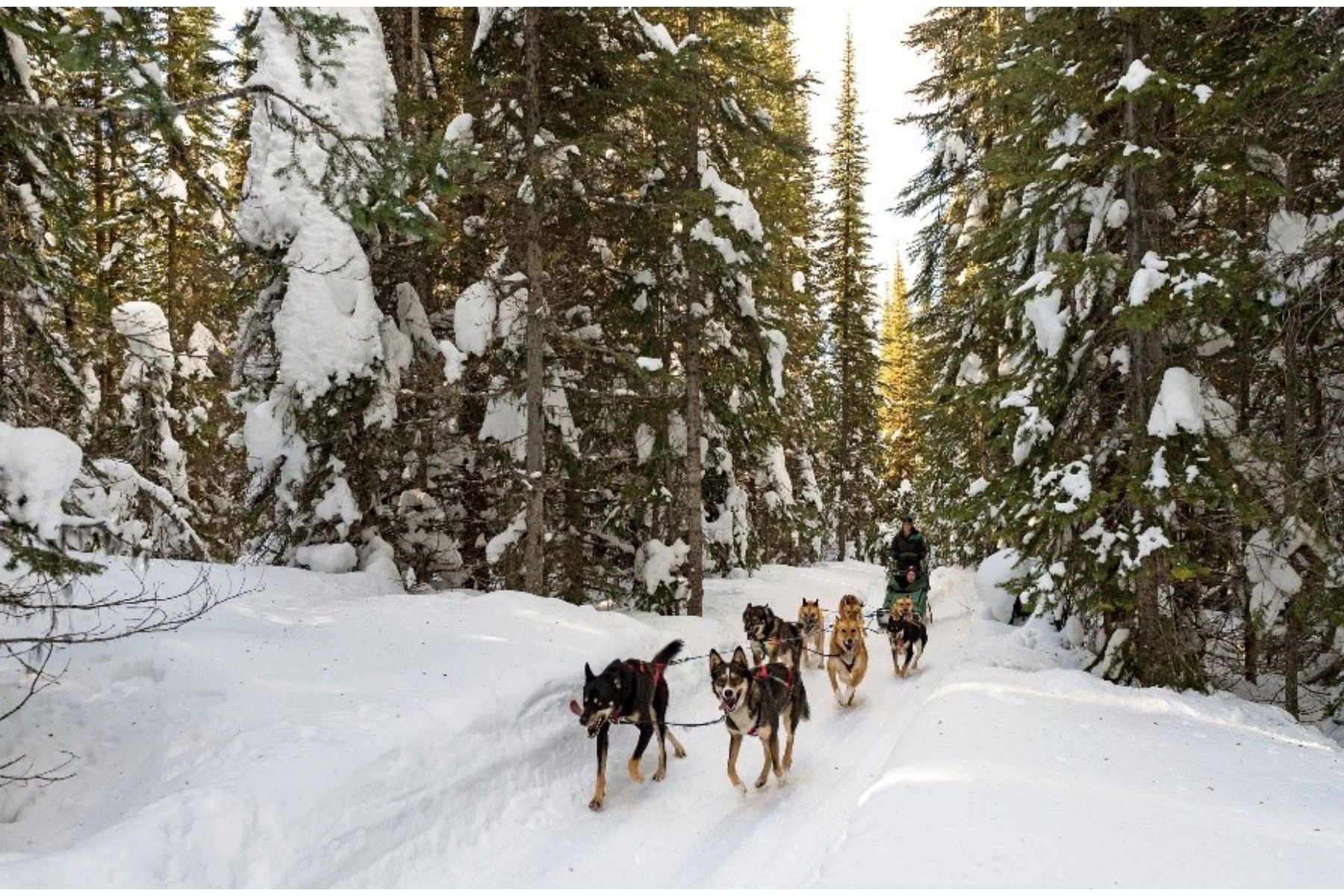 Dog Sledding 