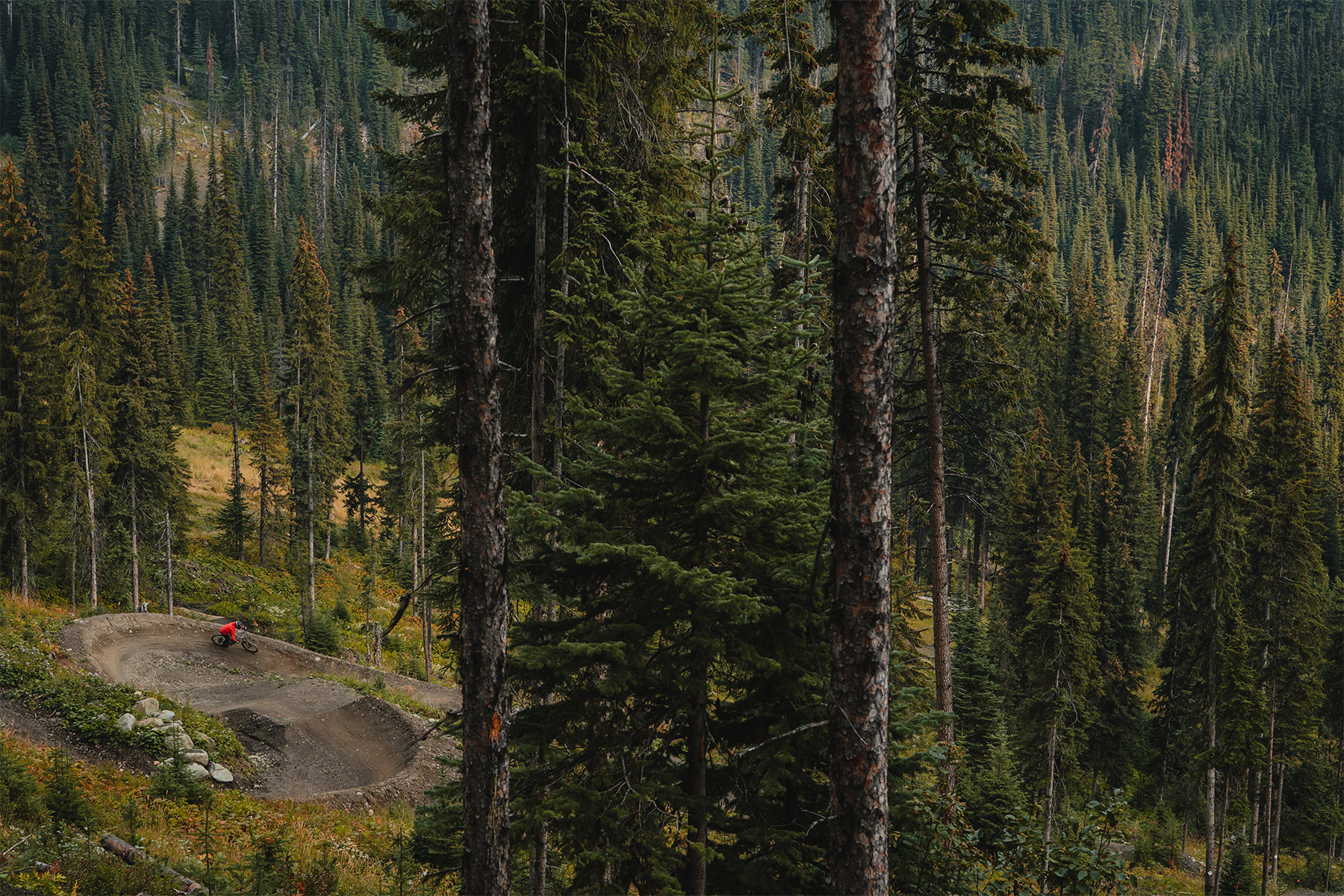 Mountain biker riding down a series of berms as viewed from above, partially obstructed by evergreen trees