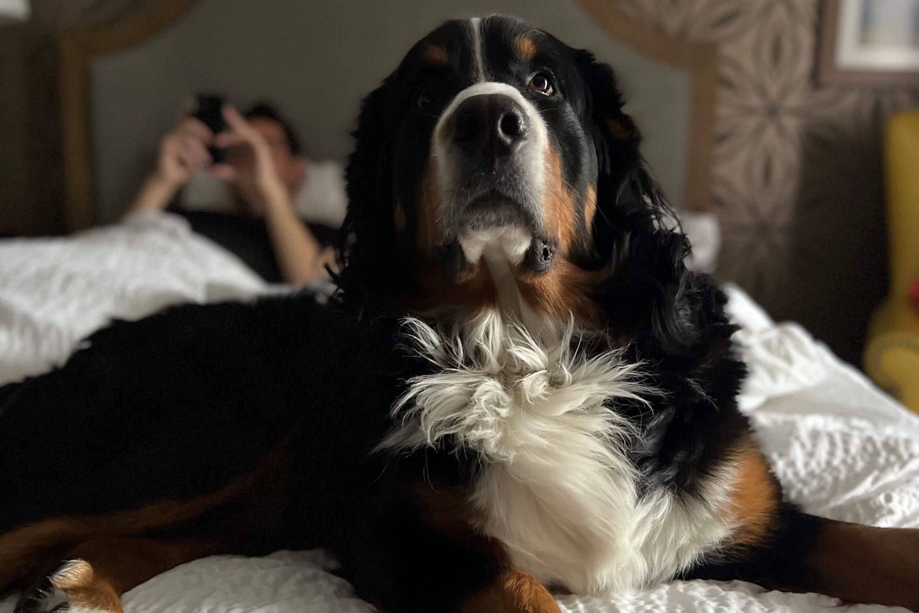 Sun Peaks Grand Pet Friendly 