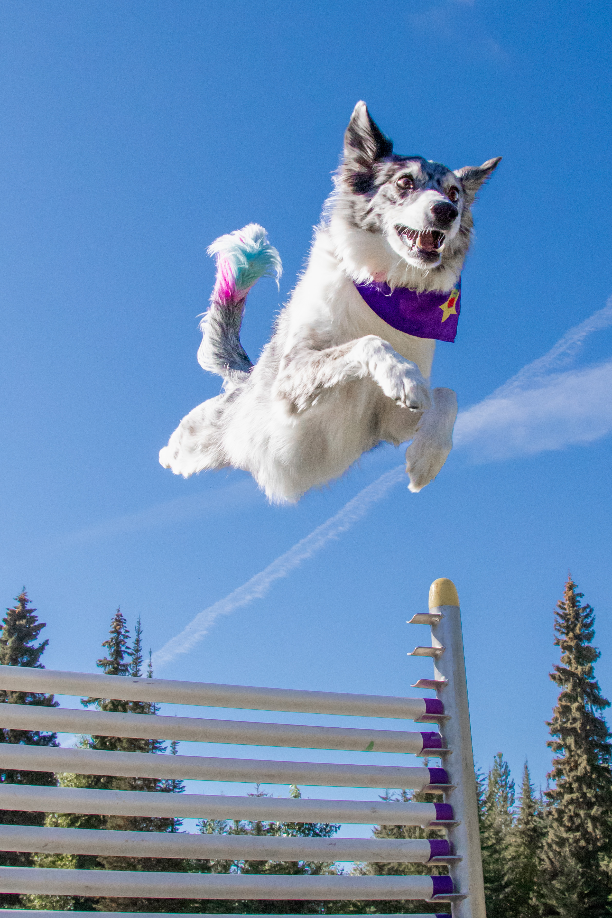 SuperDog Stunts