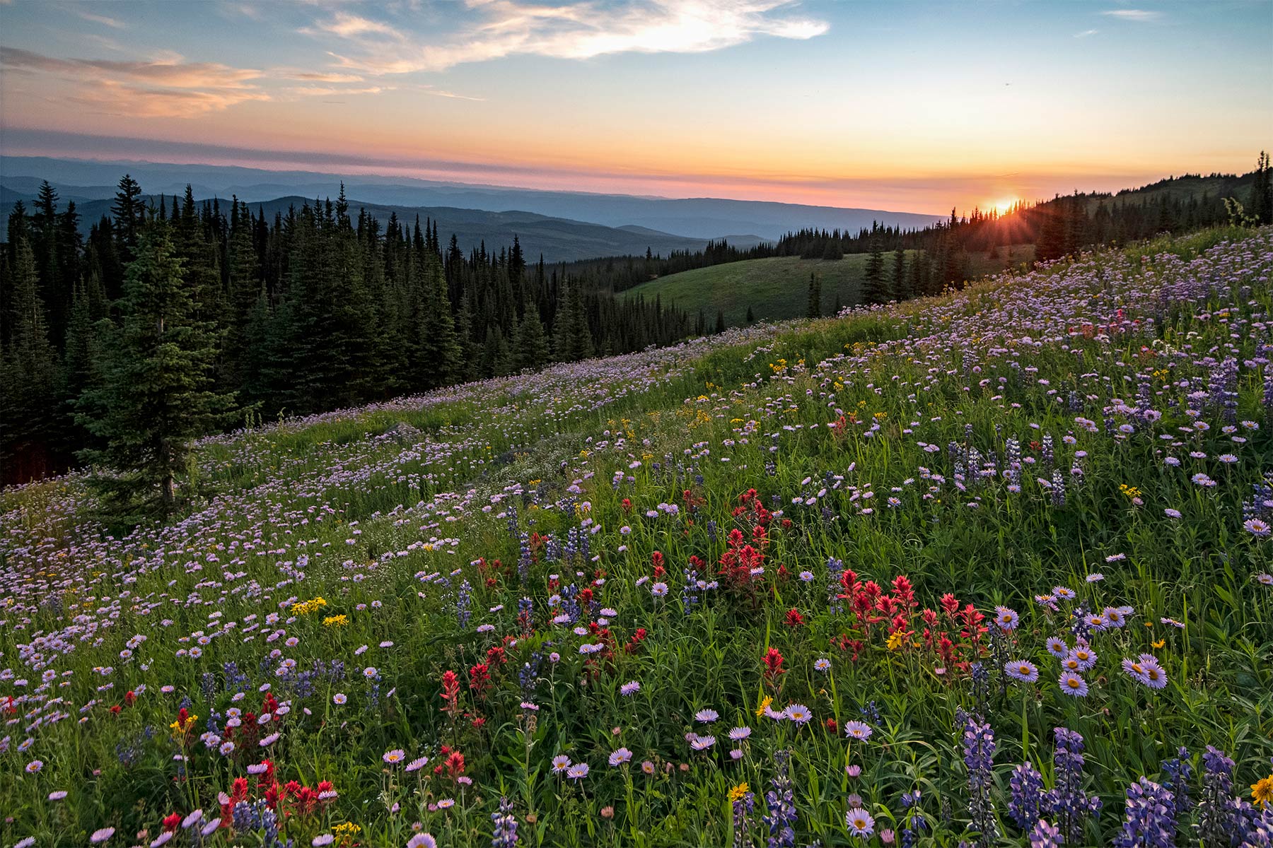 Wildflowers across a hill at dusk