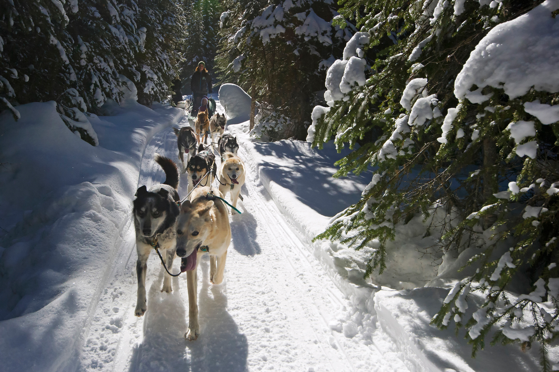 dogsledding in sun peaks