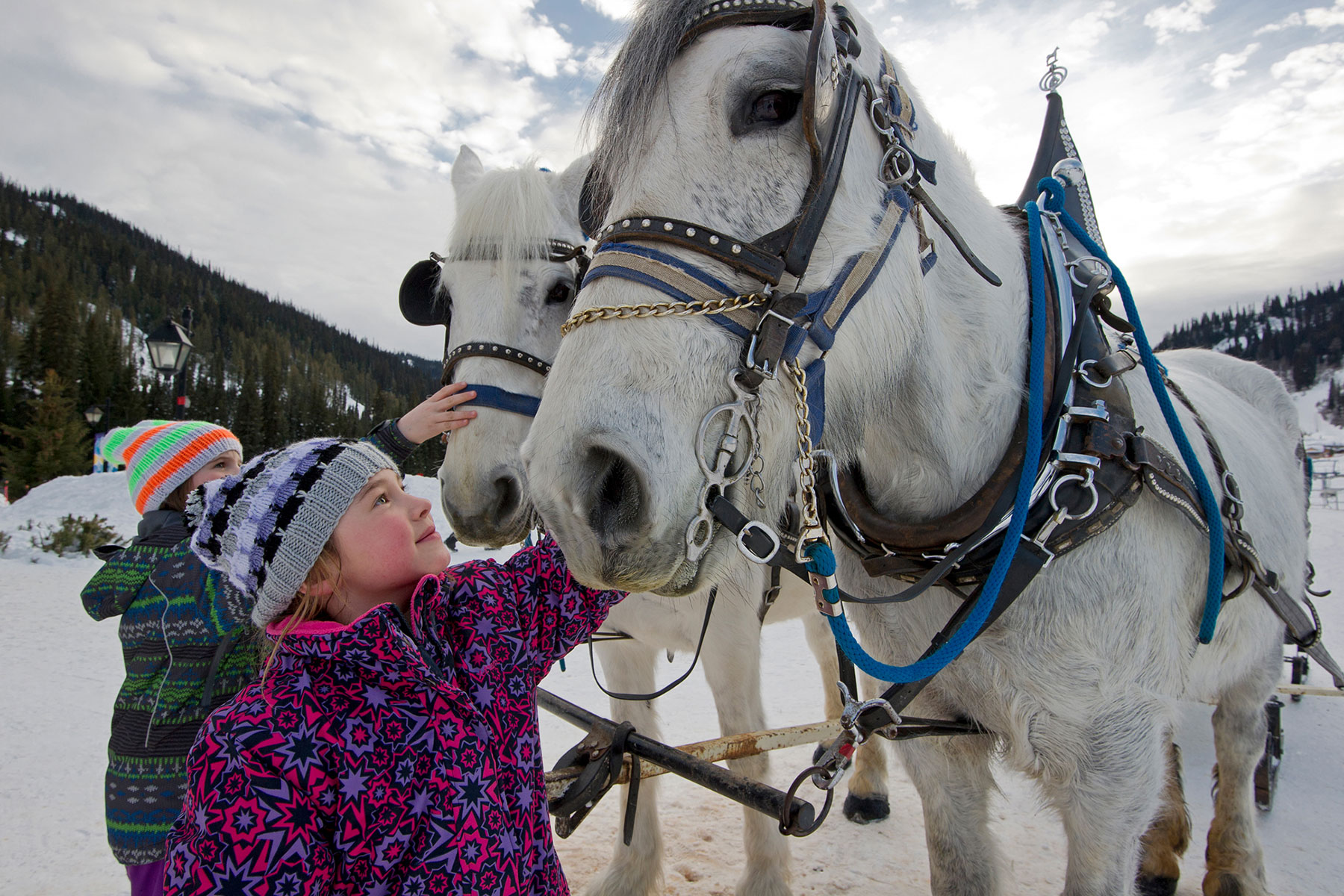 Horse Drawn Sleigh Rides