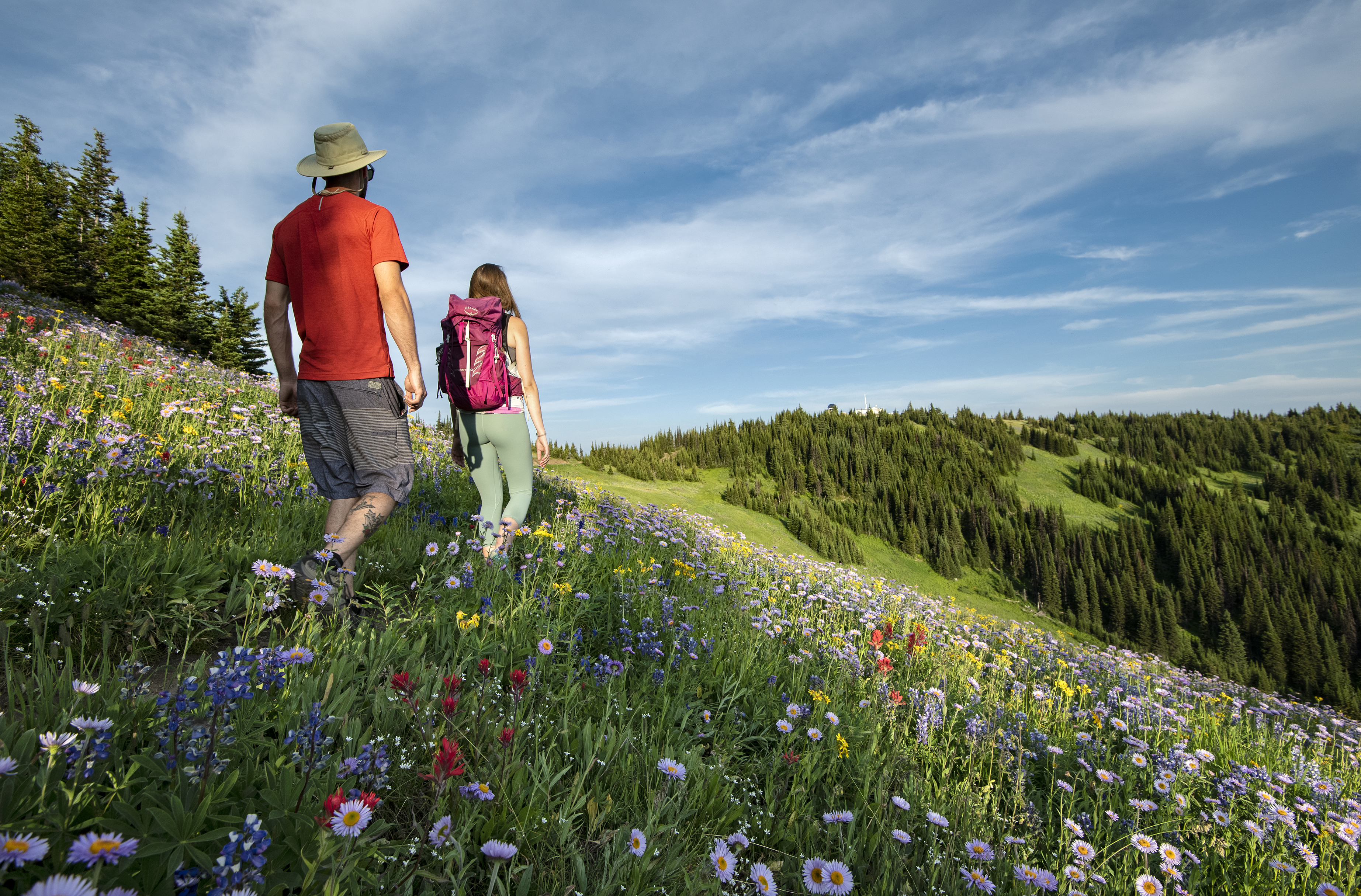 Hikers on a trail in the wildflower meadows on Tod Mountain in Sun Peaks