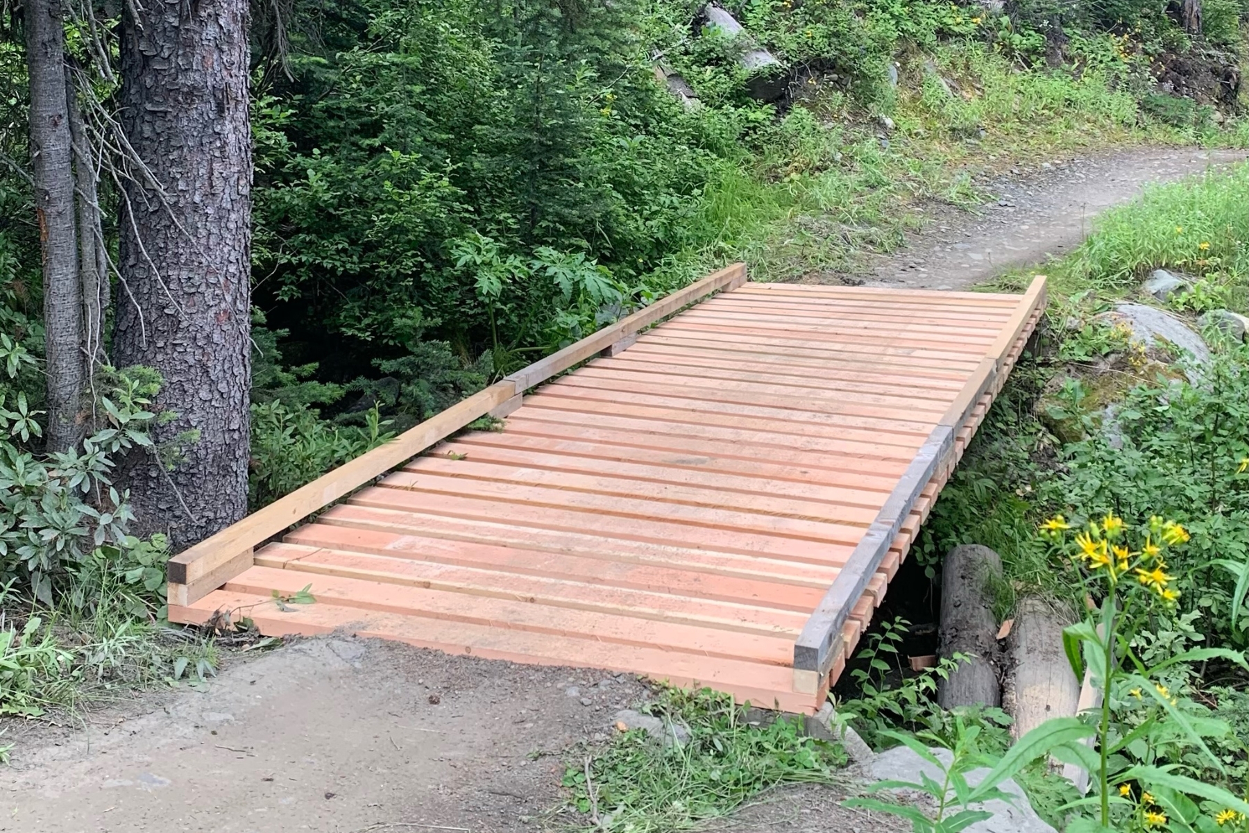 Wooden Bridge in a forest