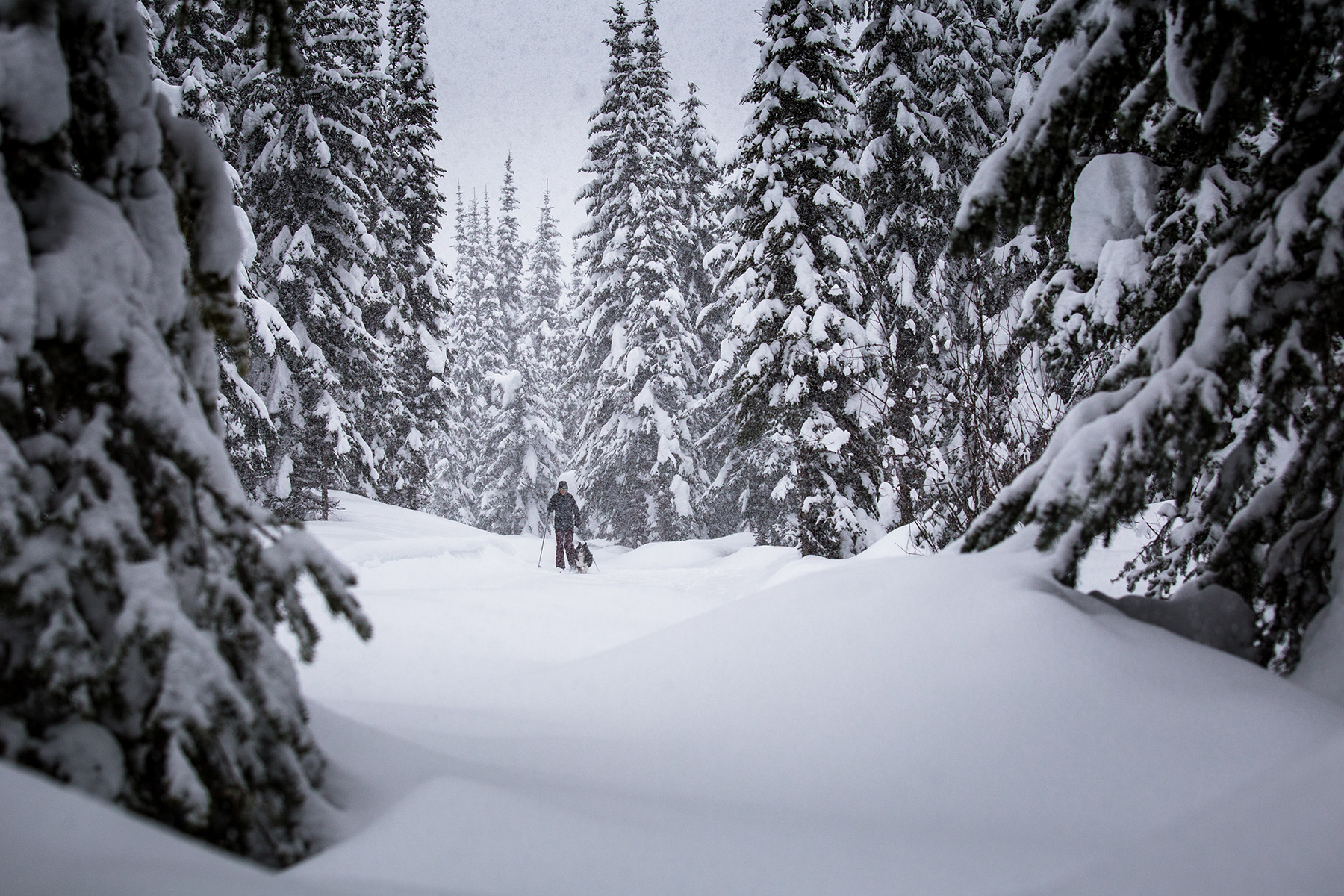Nordic Skiing with Dog at Sun Peaks Resort