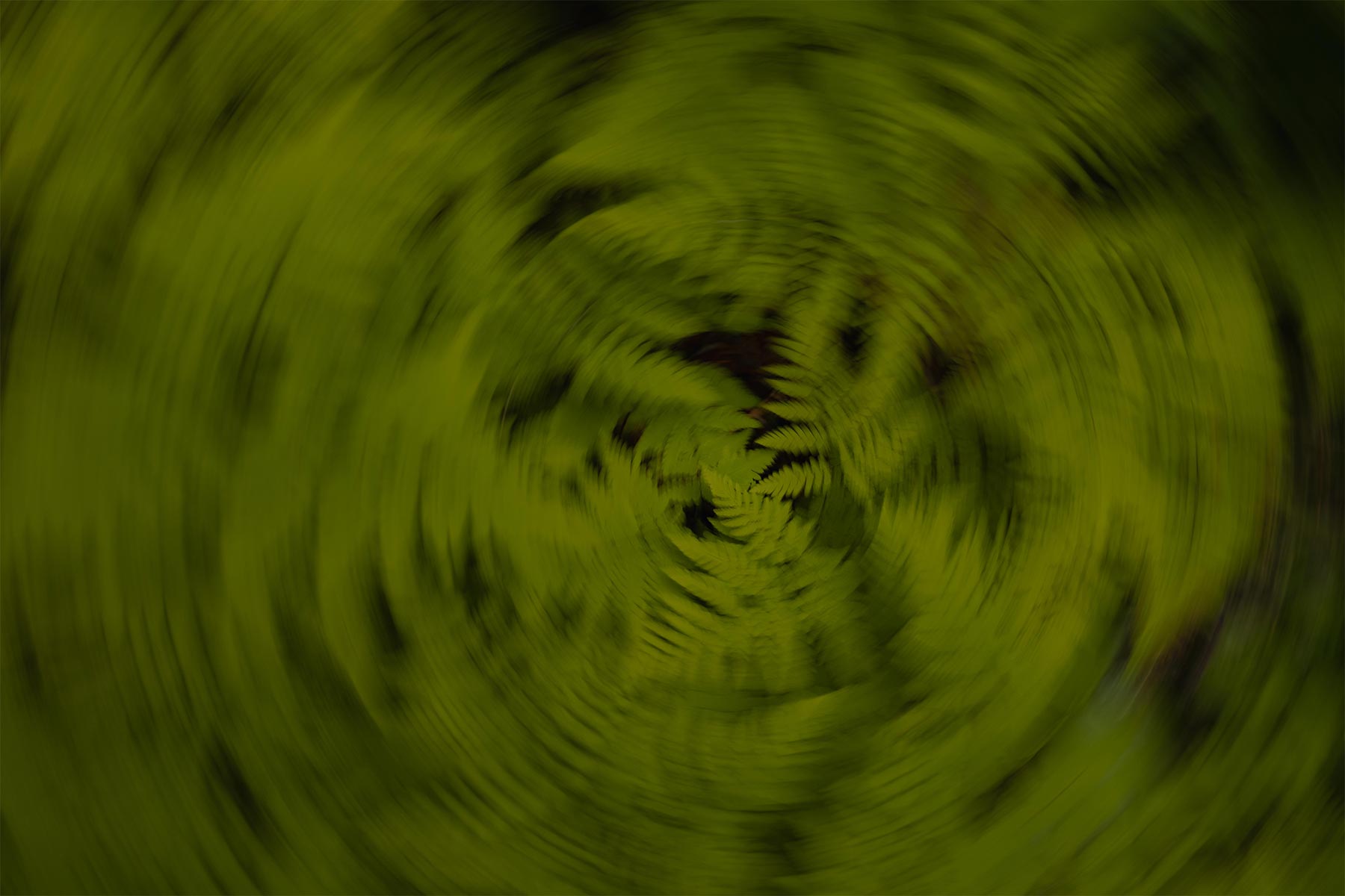 bright green ferns captured in a moving motion.