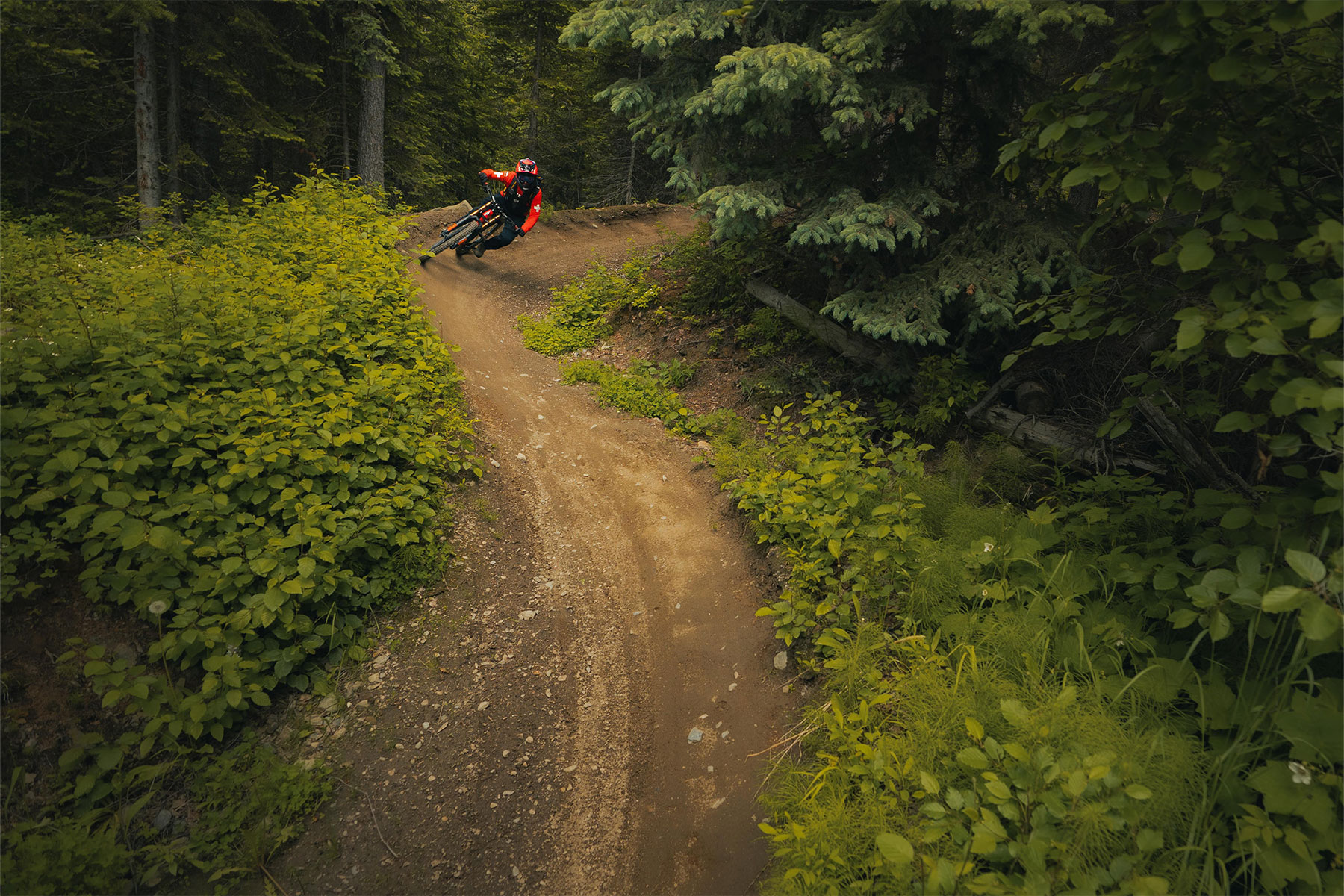 Bike patroller riding a bike trail with lush greenery around them.