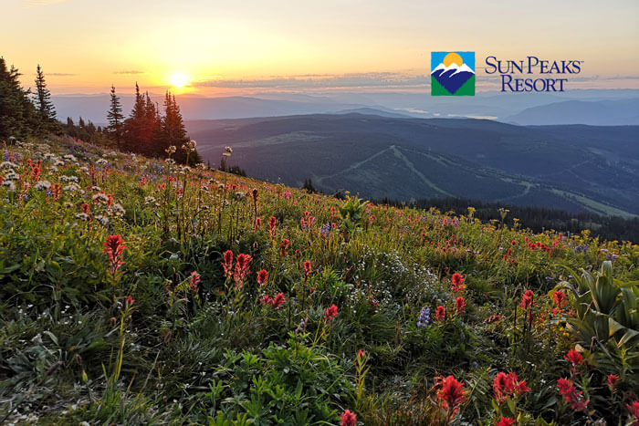 Sun Peaks Wildflowers