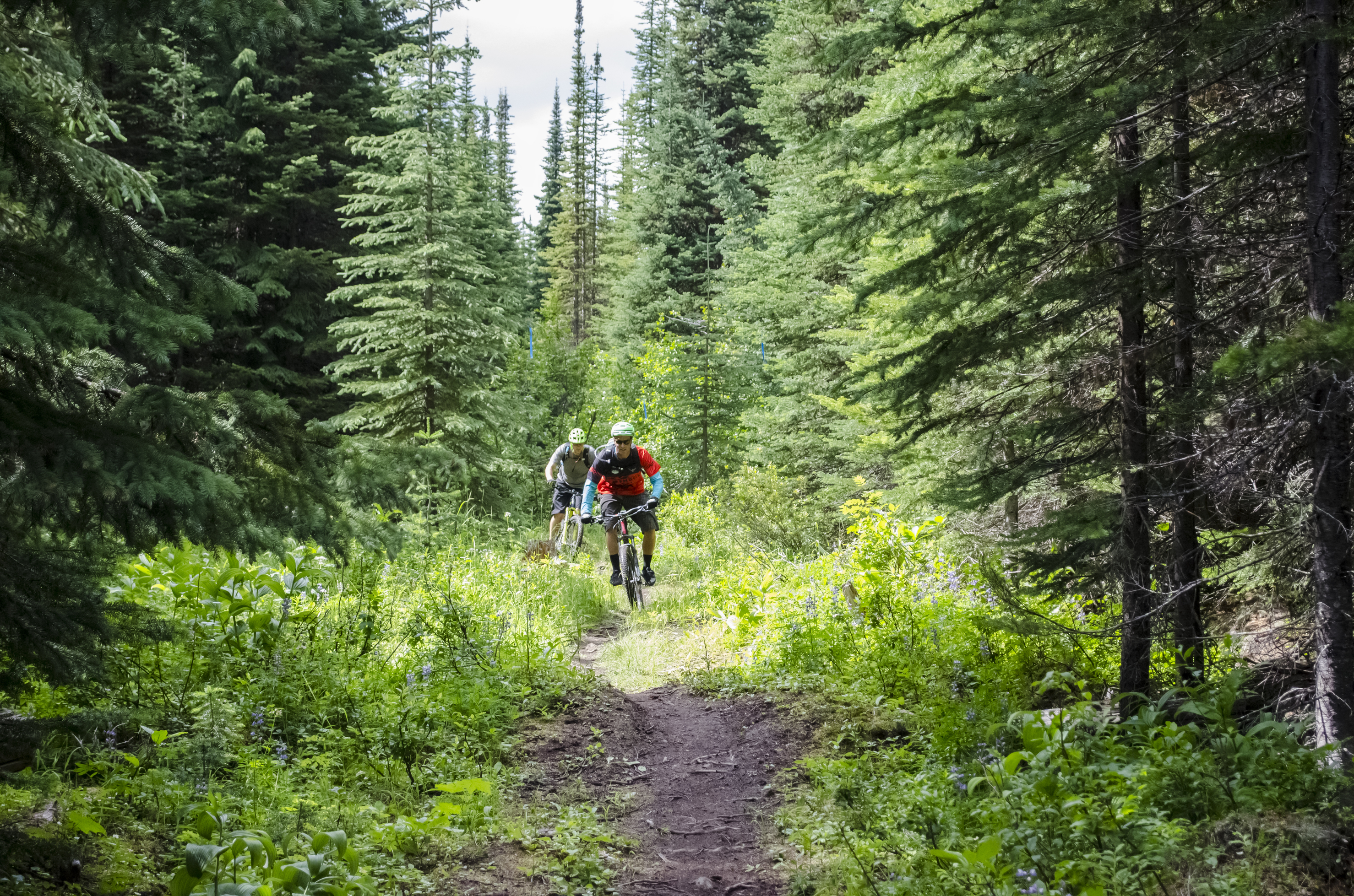XC Biking at Sun Peaks