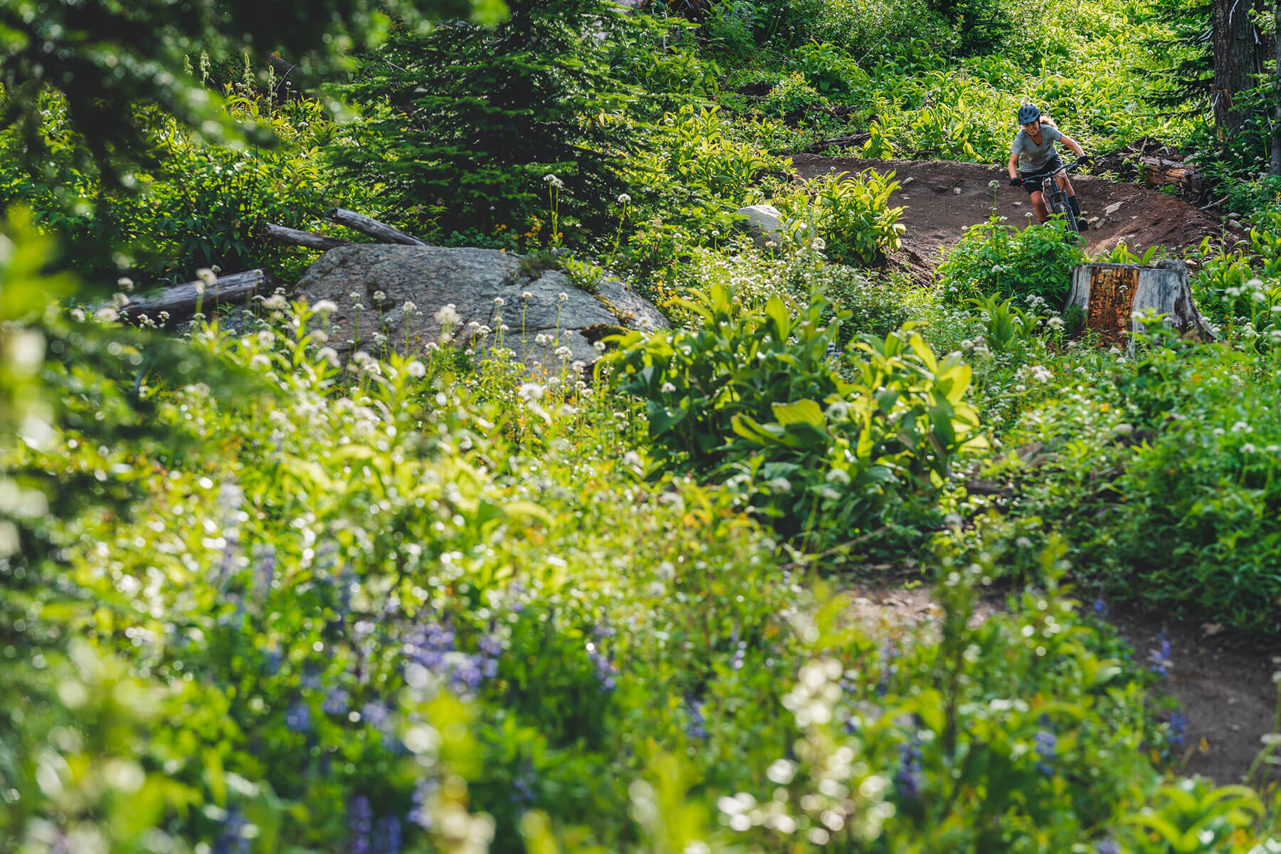 Mountain Biker at Sun Peaks Bike Park