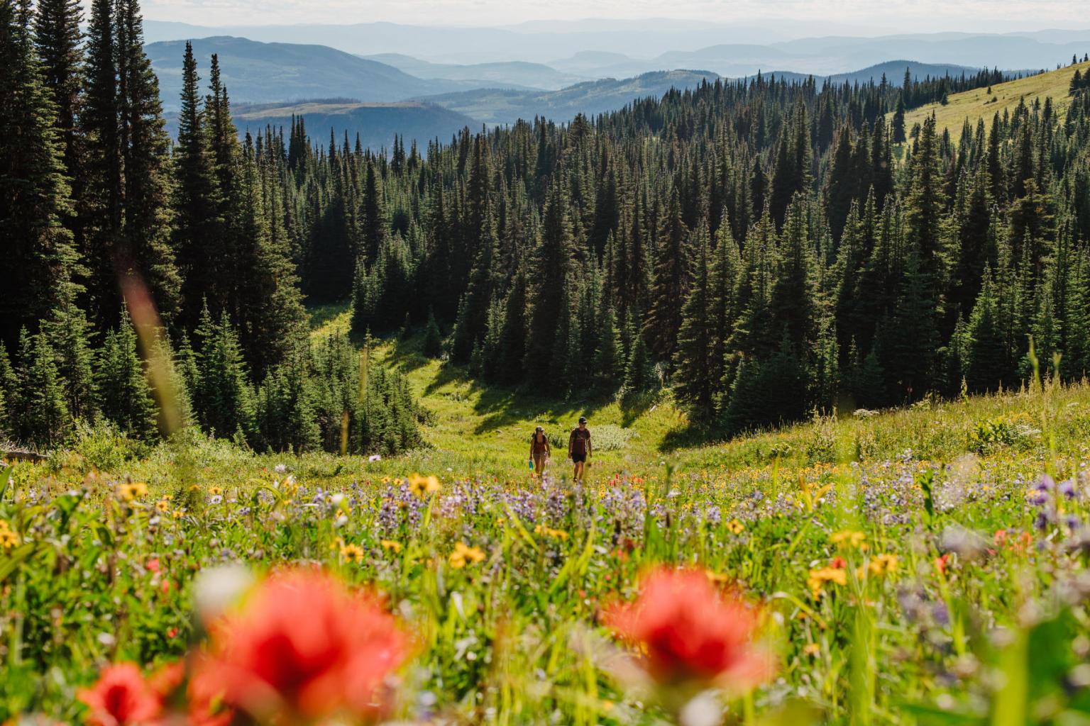 Two people walking in a field of flowers surrounded by trees with mountain views in the distance