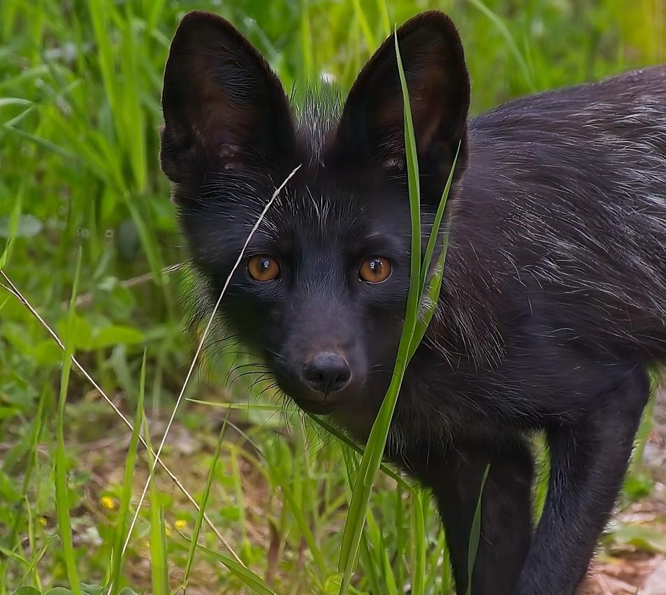 Photographer Brad Munro - Black Fox