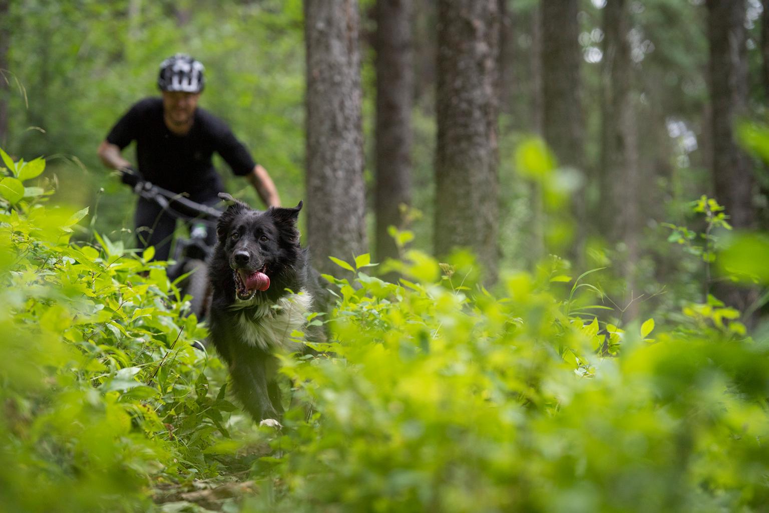 dog happily running on bike trail in front of rider