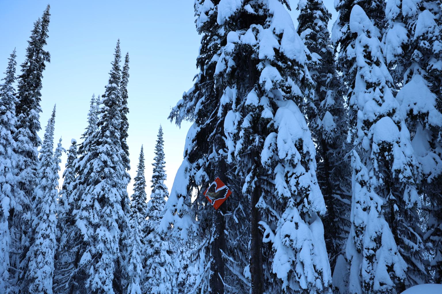 Grouse soar high in the trees!