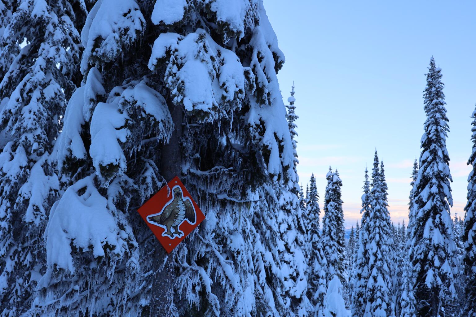 How many grouse can you count in the Grouse's Nest?