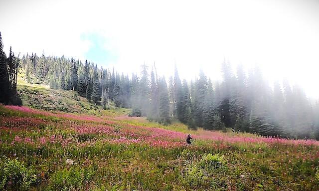 Alpine view of a biker among pink wildflowers and misty clouds 