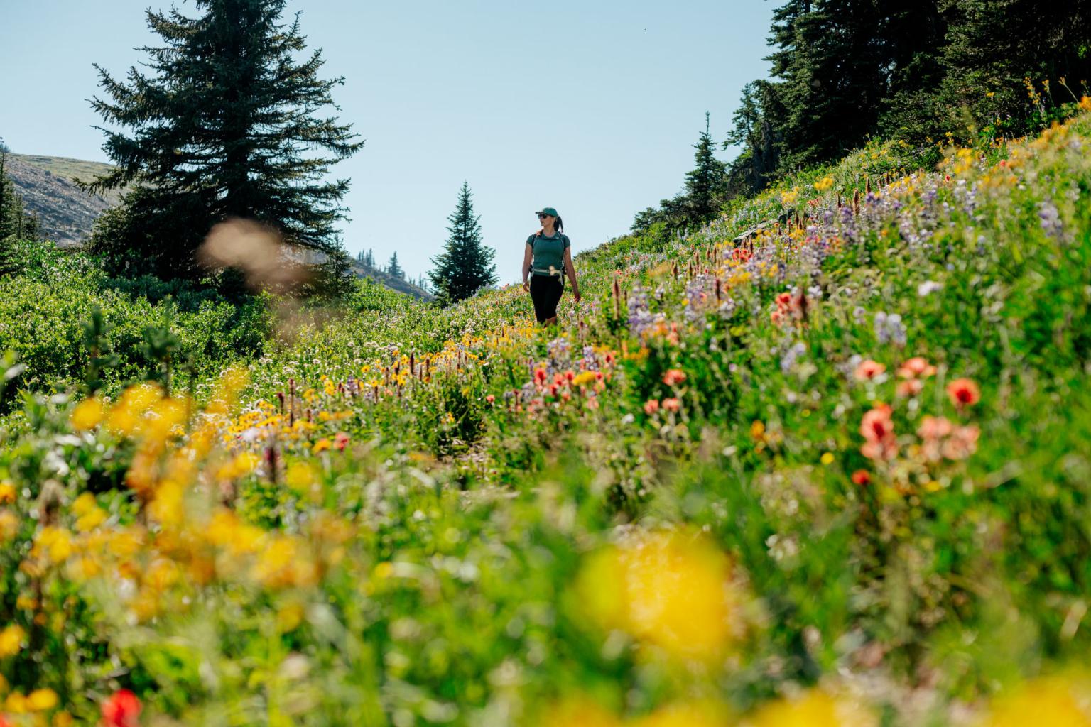 Hiker in a colourful alpine meadow with trees in the background.