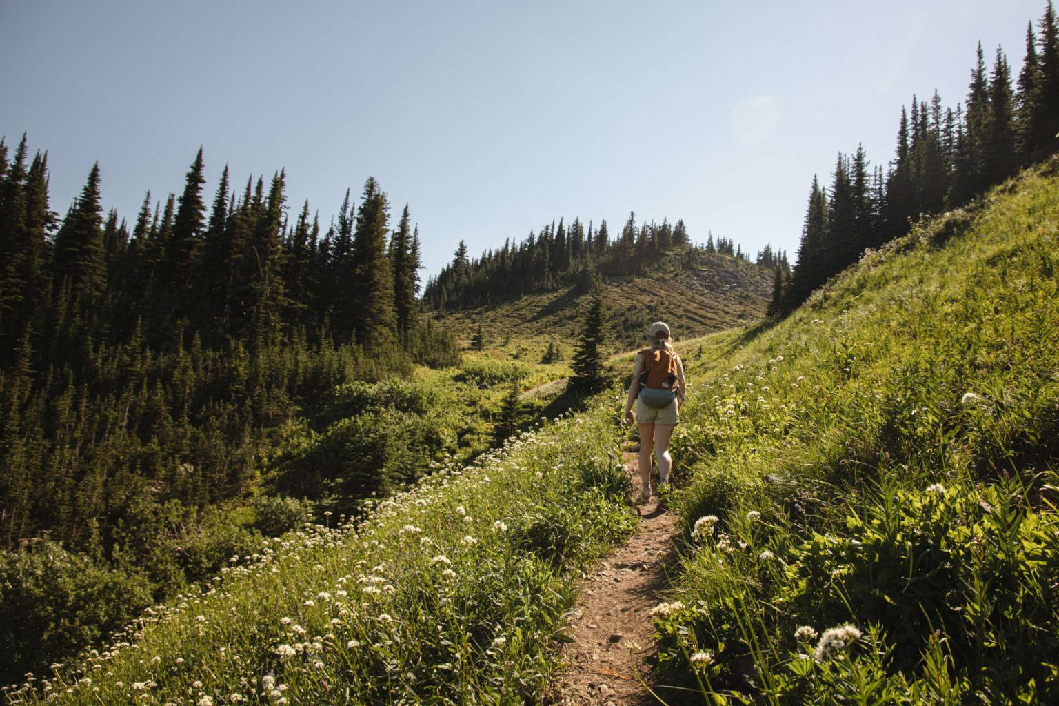 Hiker on a narrow trail in a sunlit alpine meadow, surrounded by pine trees.