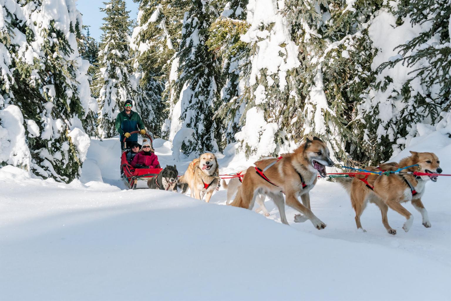 Dog sled team racing through snowy forest trail.