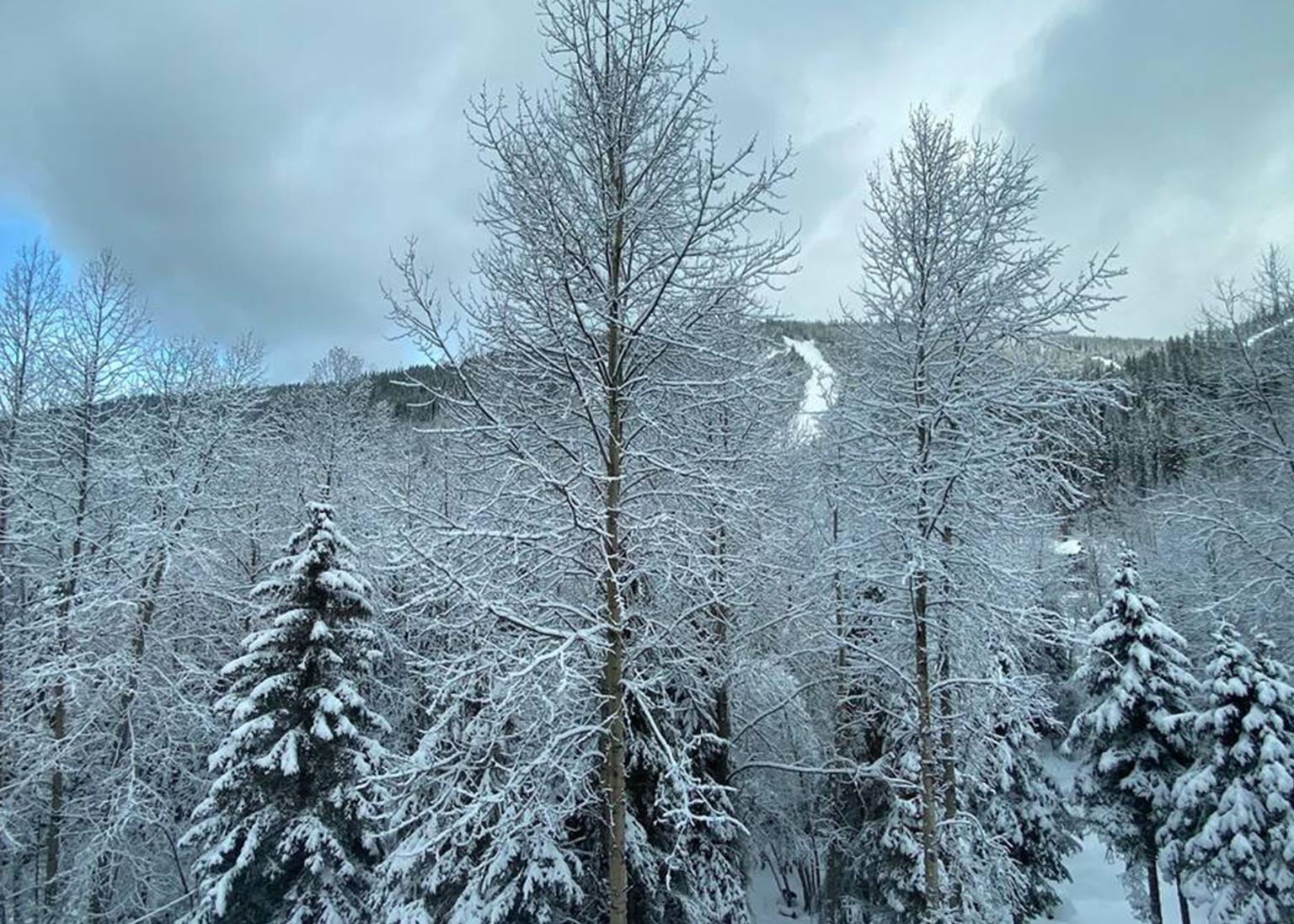 Snow-covered trees under a cloudy sky in a winter landscape.