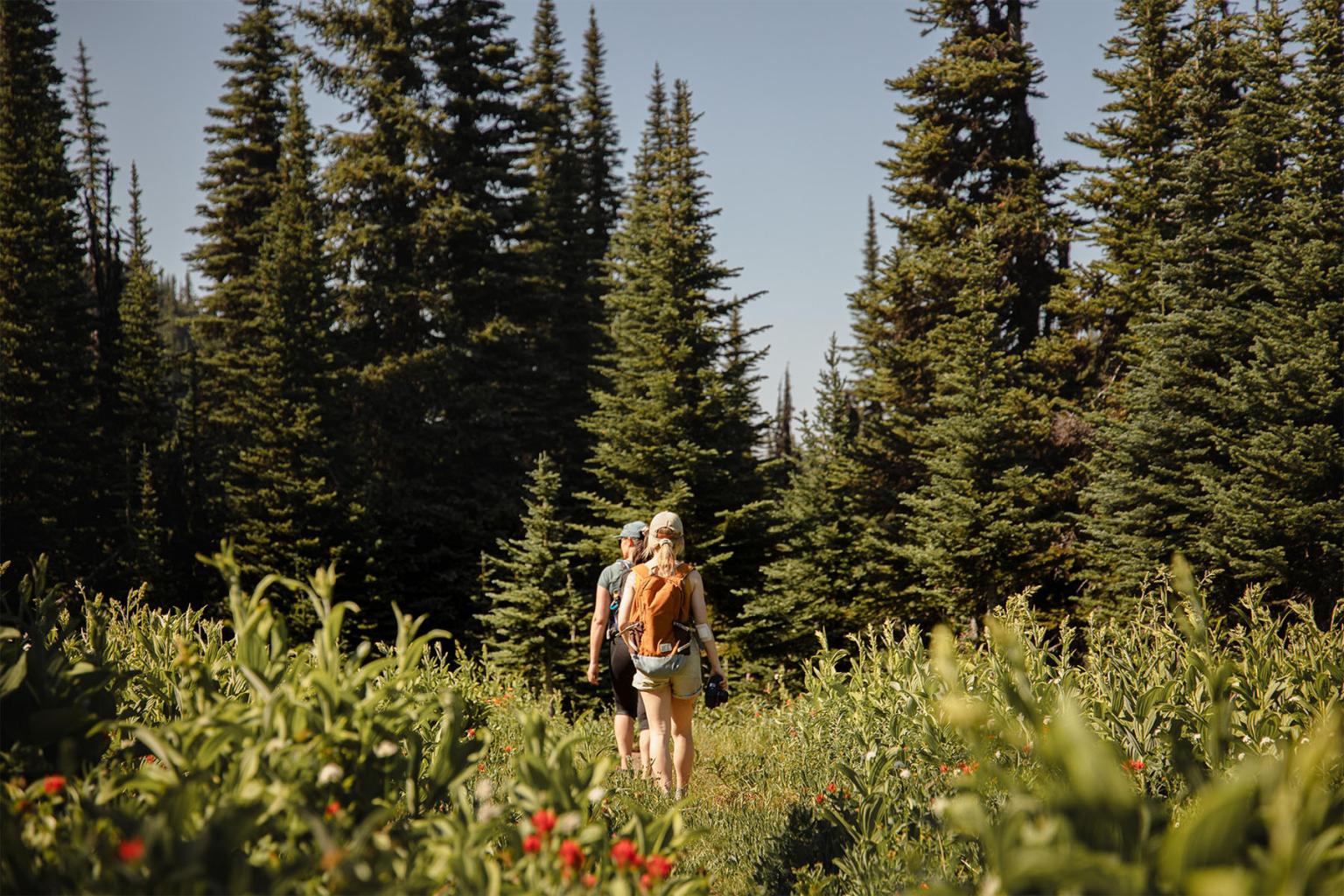 Two hikers walk through a forest of tall evergreen trees under a clear sky.