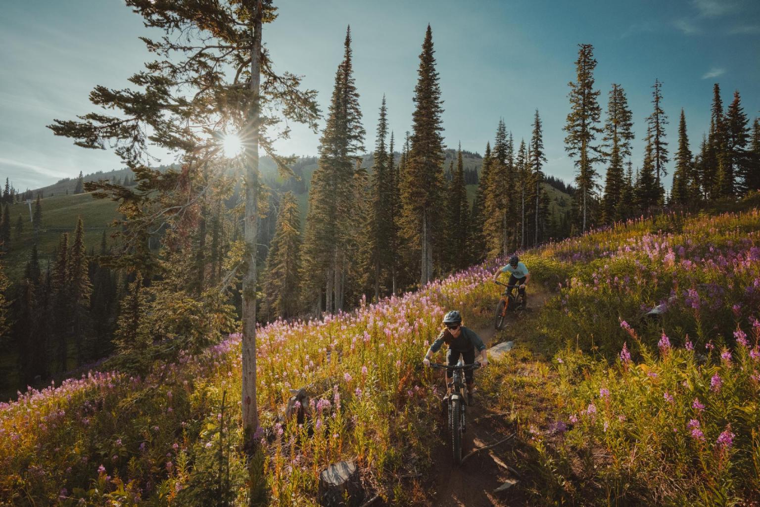 Cyclists on mountain trail, surrounded by wildflowers and tall trees, sun in the sky.