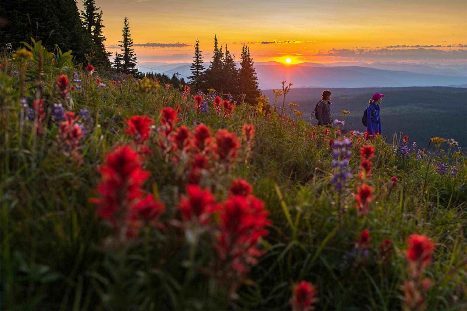 Sunset over a meadow with red wildflowers and two people walking.