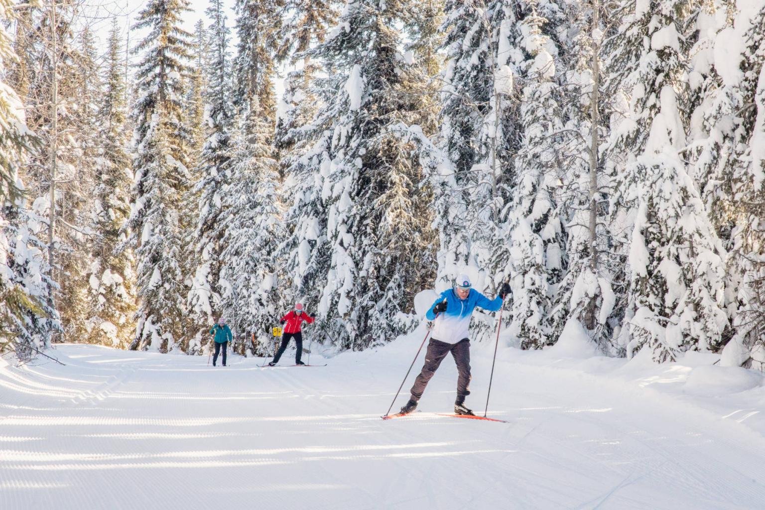 Cross-country skiers glide through a snowy forest, surrounded by tall, snow-covered trees.