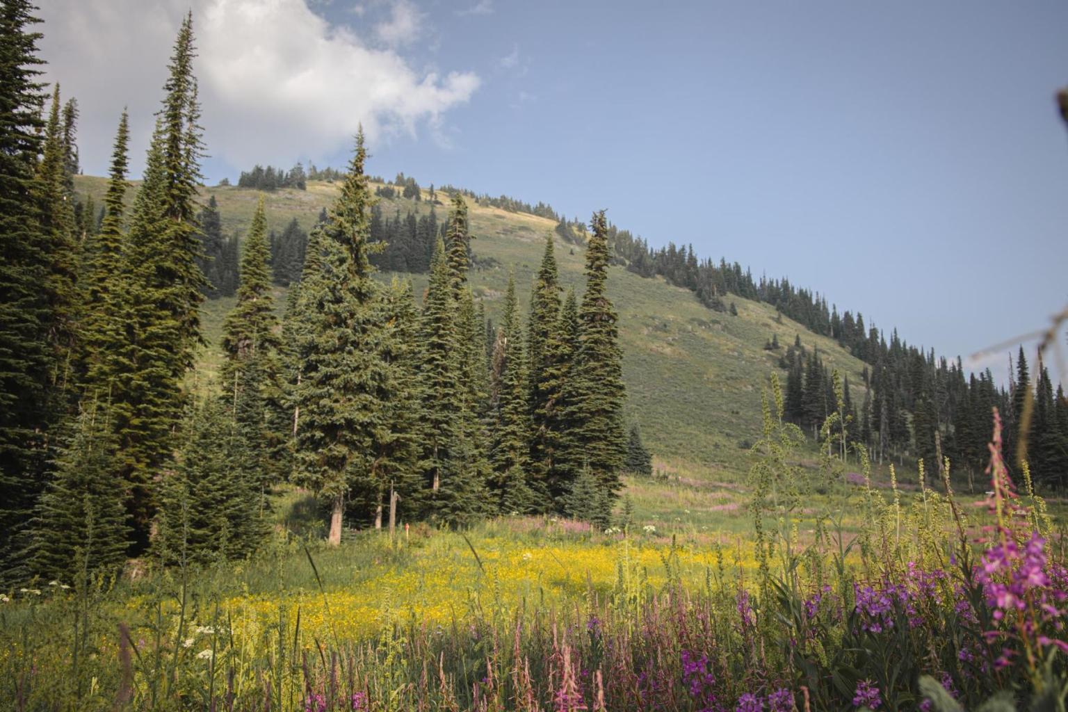 Mountain meadow in Sun Peaks with wildflowers and tall pine trees under a blue sky.