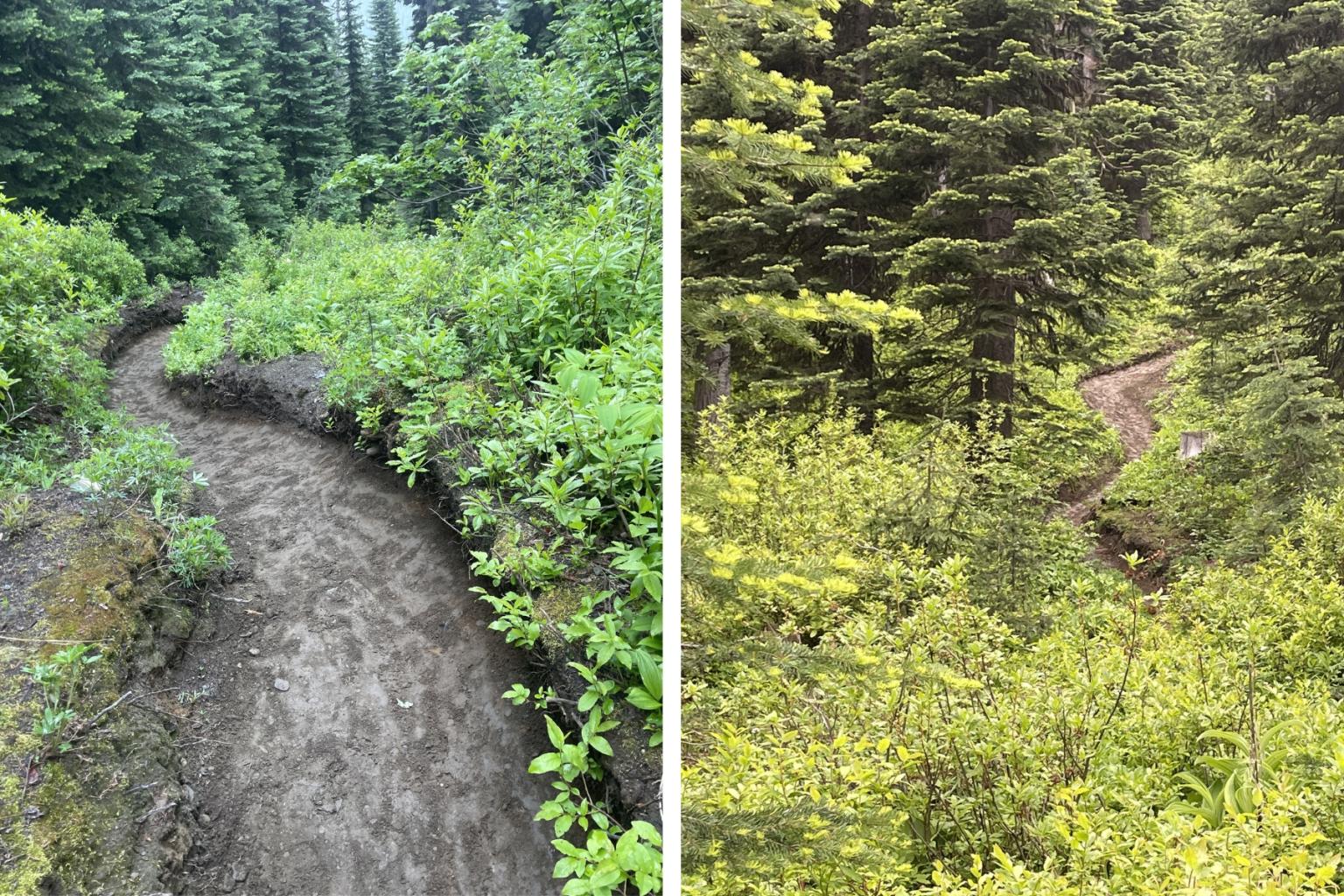 Dirt trail winding through lush green forest.