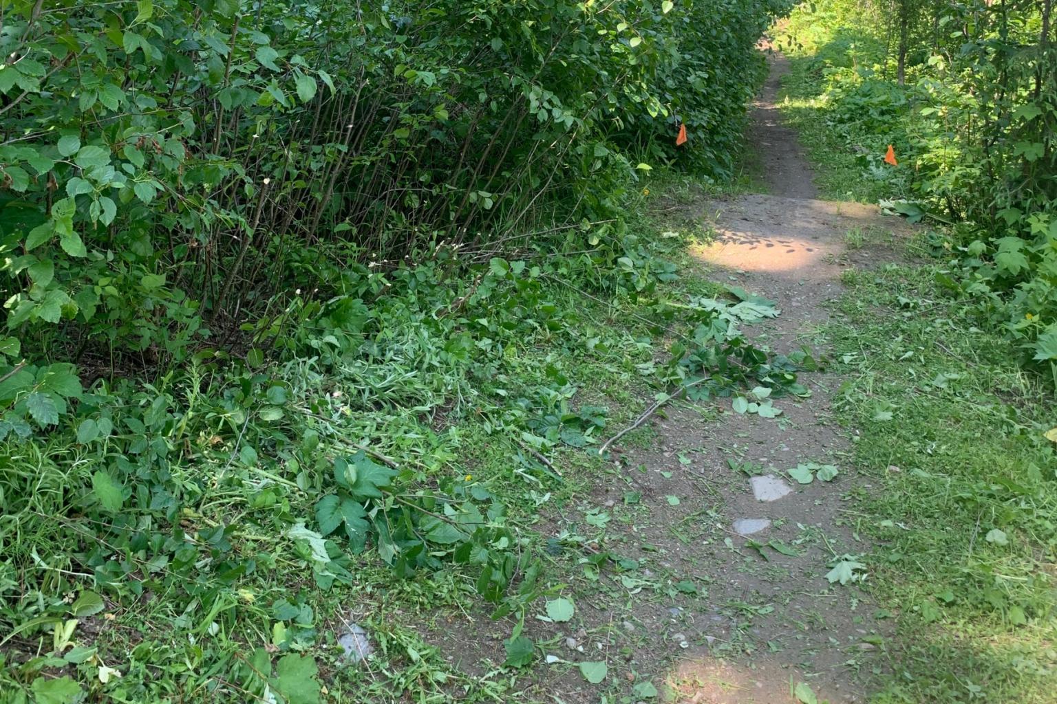 Narrow dirt trail surrounded by dense green foliage.