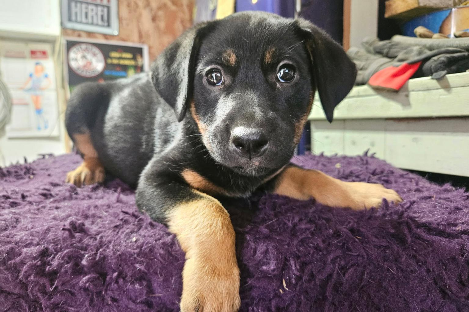 Young black and tan puppy lying on a fuzzy purple blanket.