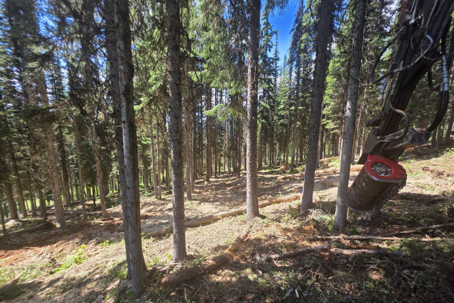 Forest health and fuel treatment tree removal, including clearing glades in the Orient area.