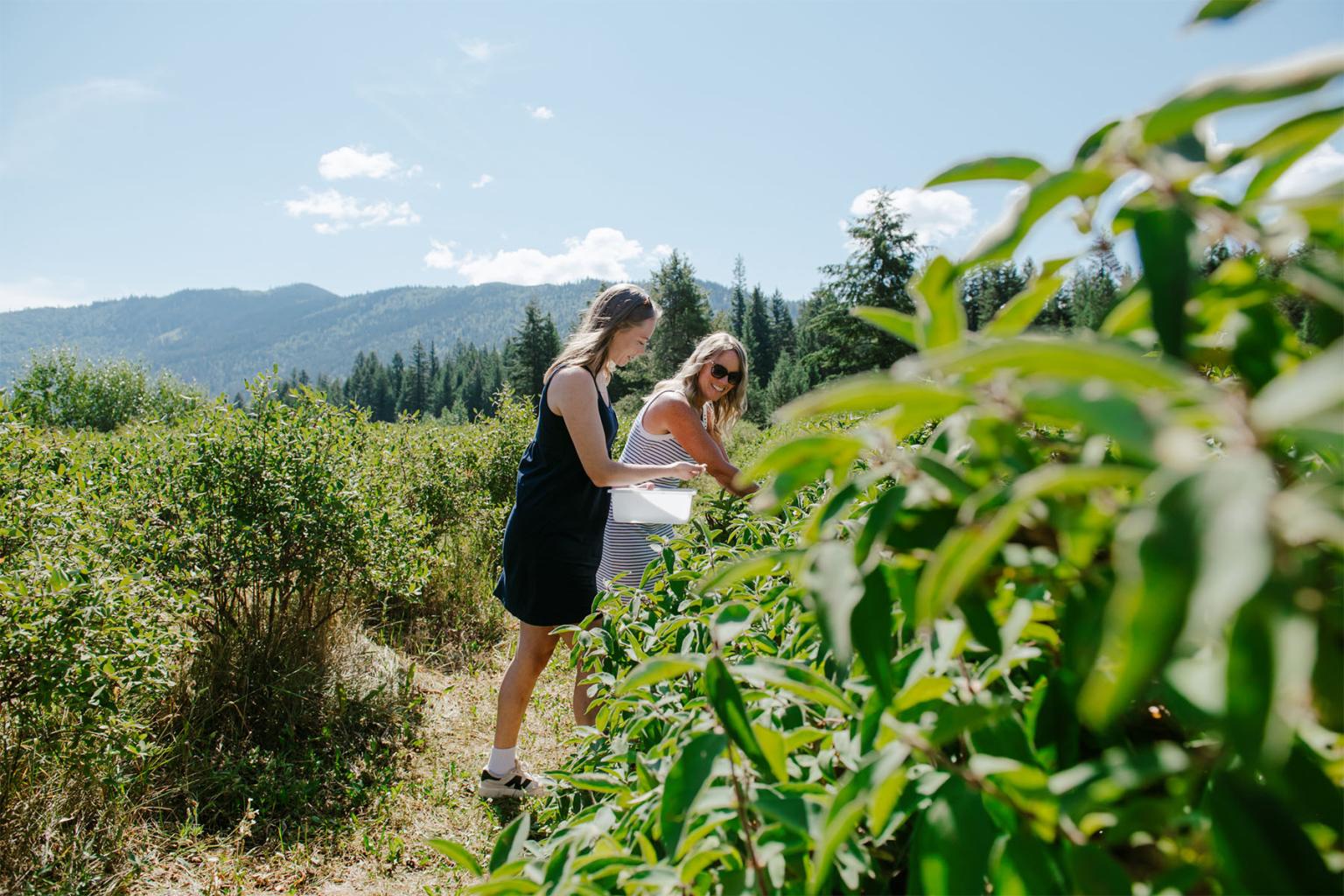 Makayla and Shannon picking haskap berries at the farm.
