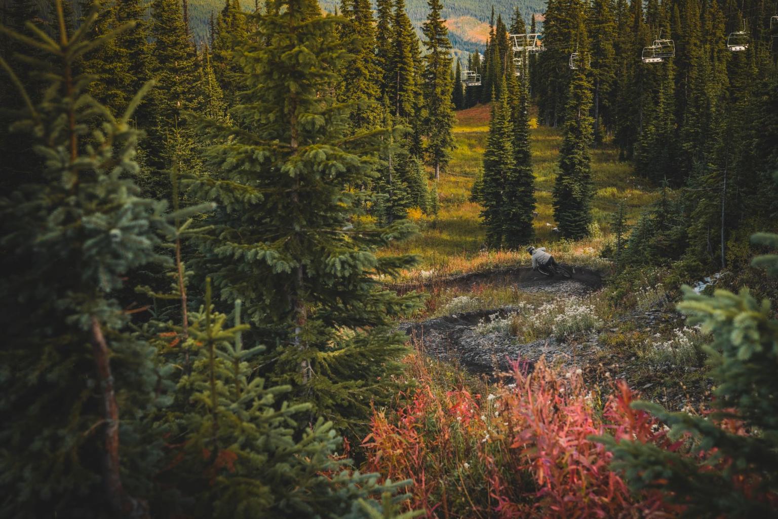Forest with tall trees, green foliage, and touches of red undergrowth, a chair lift and downhill mountain biker.