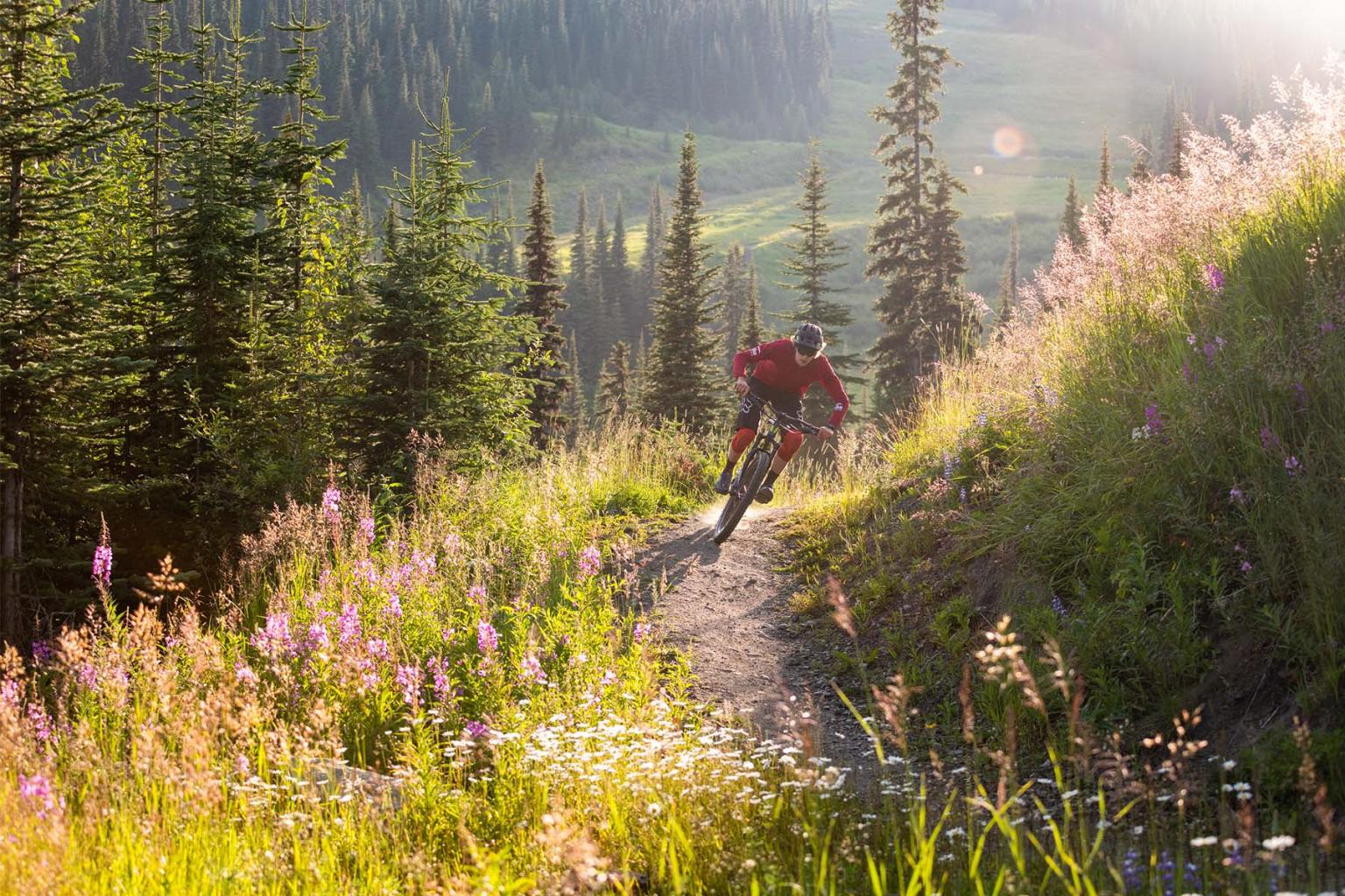 Mountain biker on a sunlit trail through a lush, green forest.