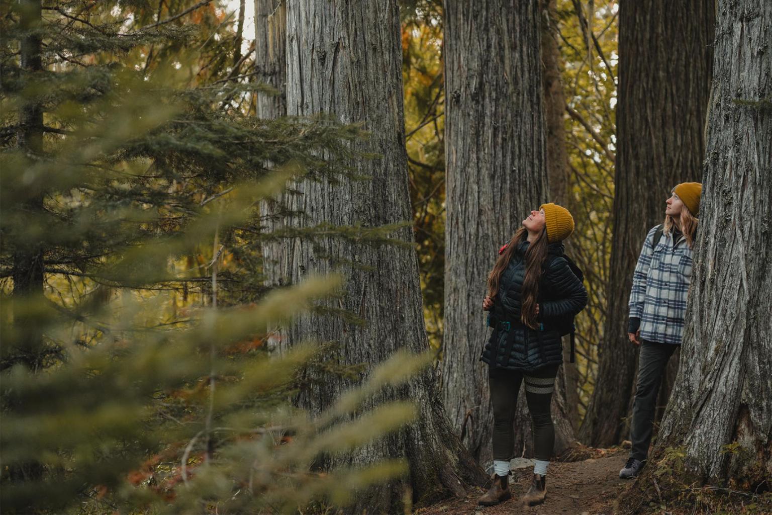 Walk among tall trees in the forest.