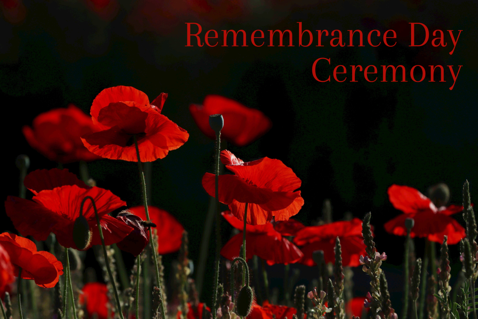 Red poppies against a dark background.