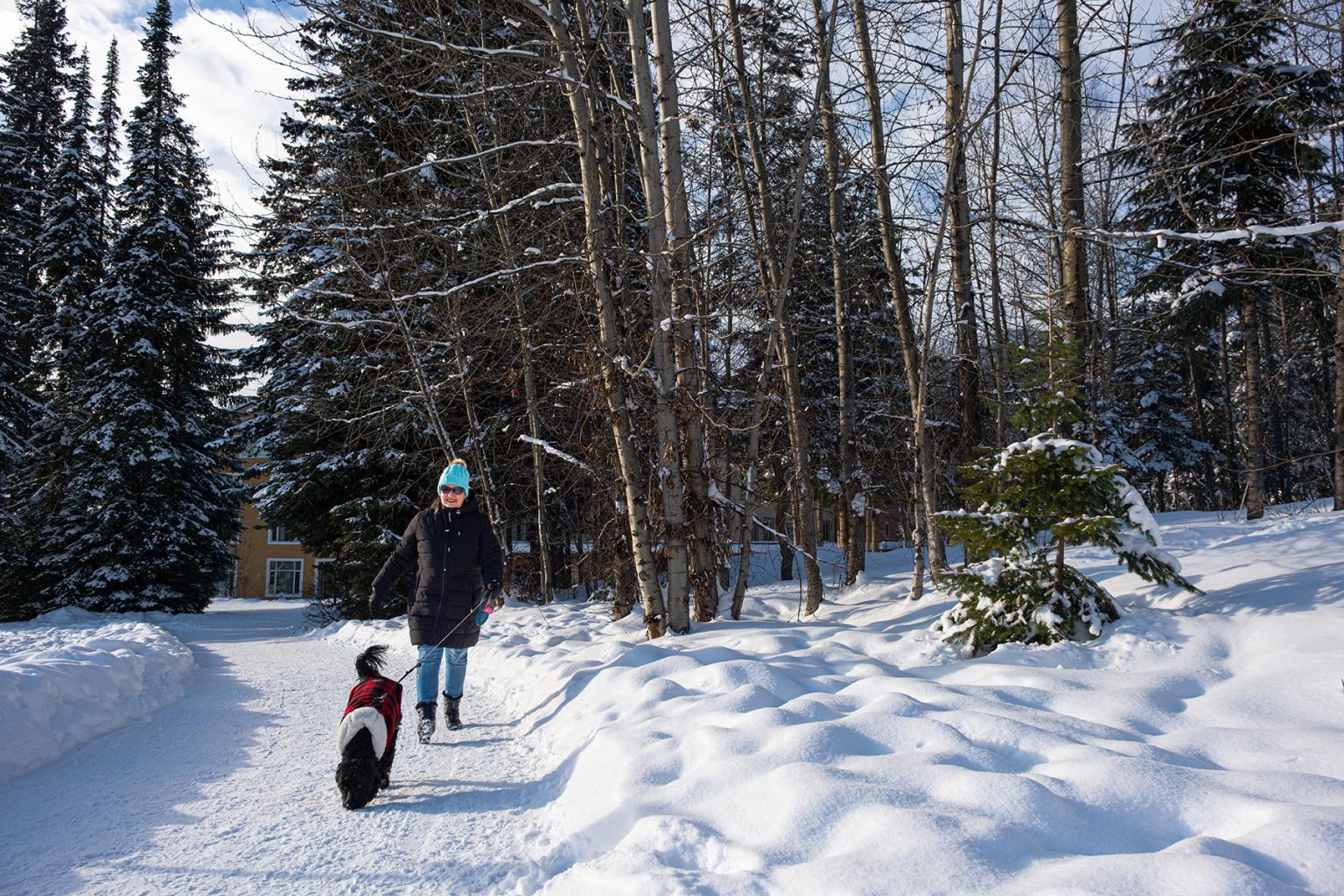 Walking a dog on a snowy path, surrounded by trees and clear sky.