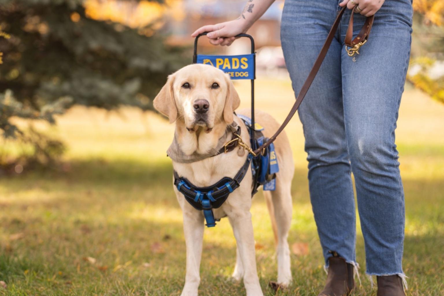 PADS Service Dog in action.