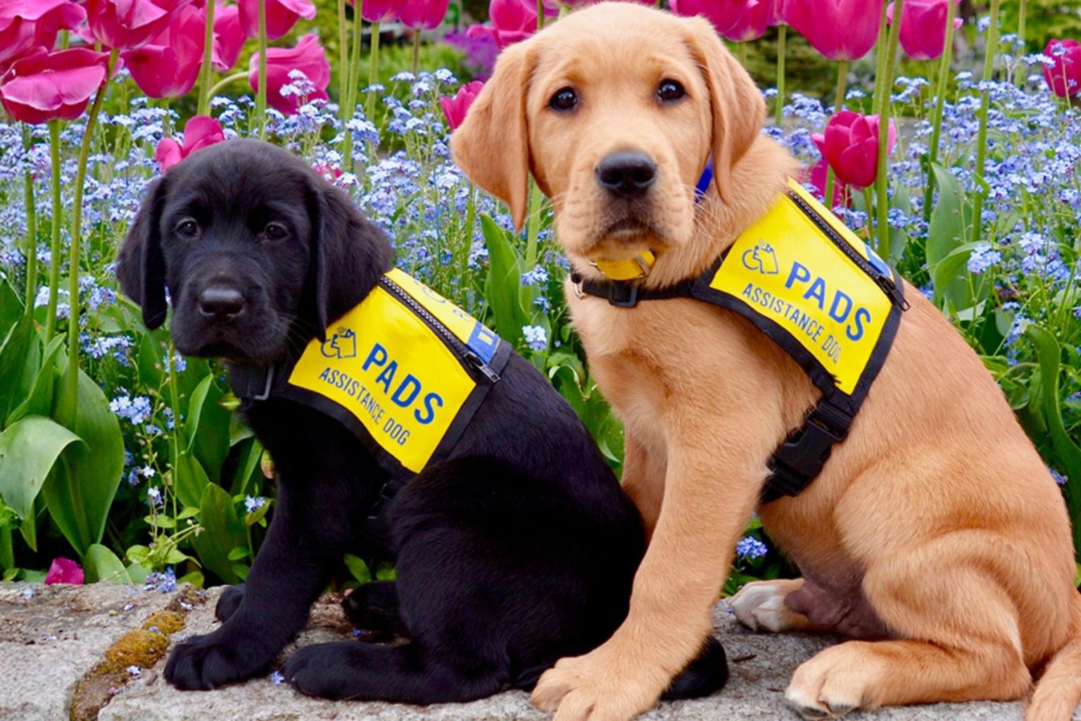 PADS Puppies in training.