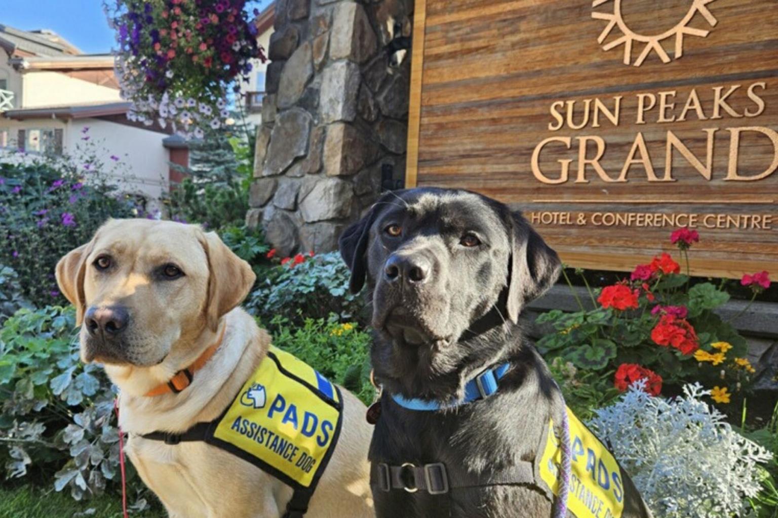 Two service dogs wearing yellow vests sitting by a sign and colorful flowers.