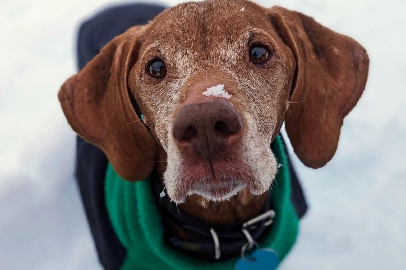 Dog with snow on nose wearing green coat, looking up.