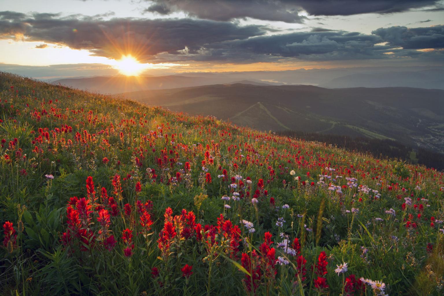 Sunset over a hillside with red wildflowers and distant mountains.